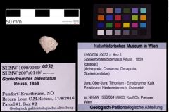 Foto (Objekt + Etiketten) von Goniodromites bidentatus (Reuss, 1859) (NHMW-GEO-1990-0041-0032)